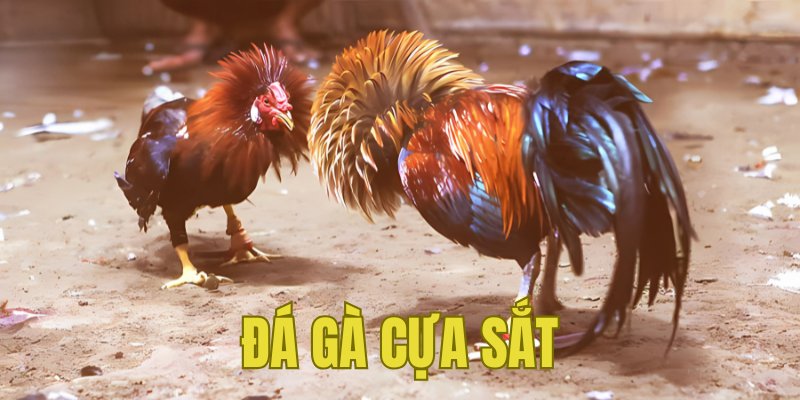 Banner www.bulongdot.com